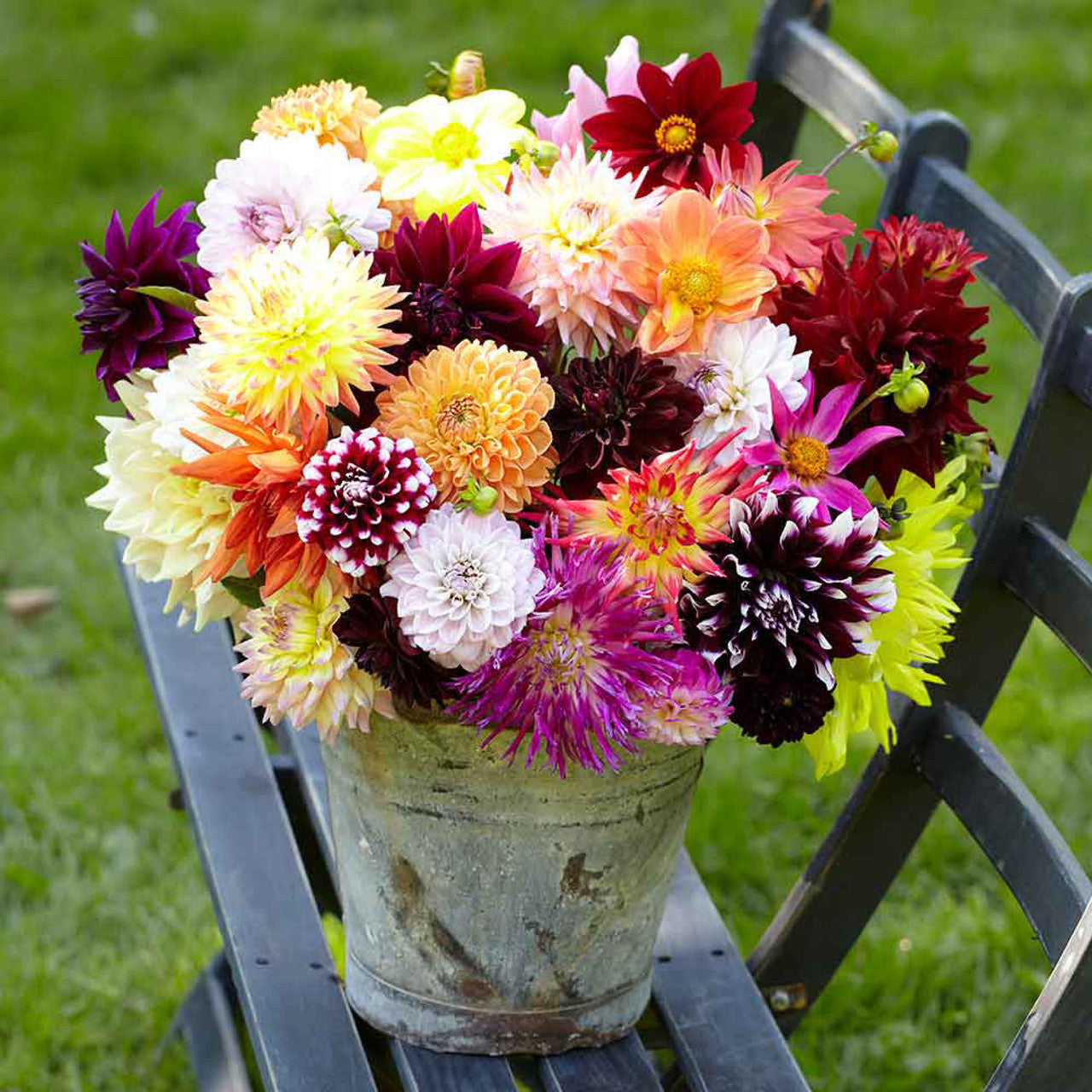 Pure Passion Dahlia Mixture